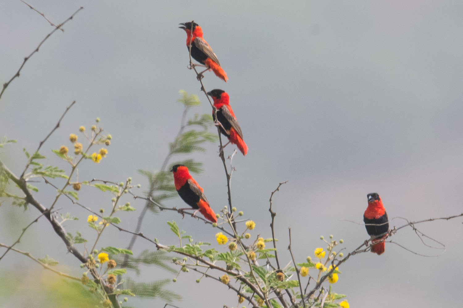 Euplectes Franciscains (Northern Red Bishop, Euplectus Franciscanus), mâles nuptiaux, Réserve Naturelle de Popenguine.